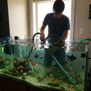 Man performing maintenance on a 200 gallon fish tank filled with goldfish and filtration equipment.