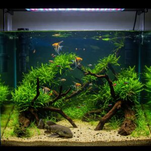 Natural style 200 gallon fish tank with driftwood, live plants, and freshwater fish.