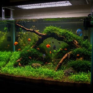 A beautifully aquascaped 75 gallon fish tank filled with vibrant plants and colorful fish.