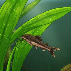 A red-striped shrimp eating algae from a green aquatic plant leaf in a freshwater tank.