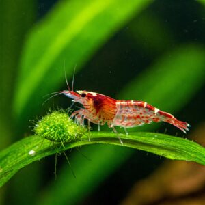 A red-striped shrimp eating algae from a green aquatic plant leaf in a freshwater tank.