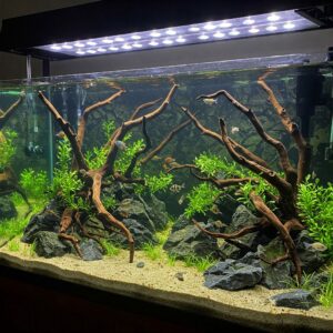 Close-up view of marine life inside a 120 gallon fish tank featuring clownfish and sea anemones.