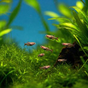 A small school of endler fish swimming among lush green aquatic plants in a planted aquarium.