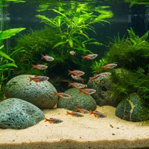 A large group of endler fish swimming above sandy substrate with smooth rocks and green plants.