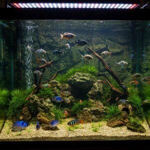 Diverse selection of compatible fish species ideal for a 125 gallon aquarium.