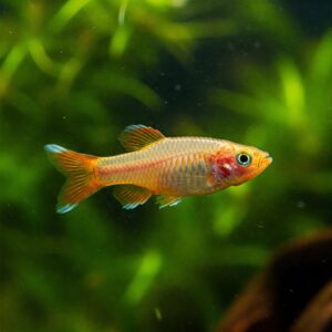 A vivid orange endler fish in close-up view, swimming in a tank with blurred green background.