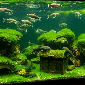 A group of catfish eating algae off rocks and decorations in a freshwater aquarium.