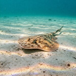 A skate fish camouflaged on the sandy ocean floor, blending seamlessly with its surroundings.