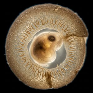 A close-up of a skate fish egg case, also known as a "mermaid's purse," revealing the developing embryo inside.