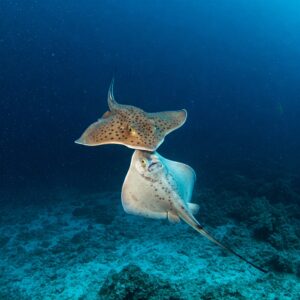 A pair of skate fish performing an intricate mating dance, their bodies undulating gracefully in the deep-sea environment.