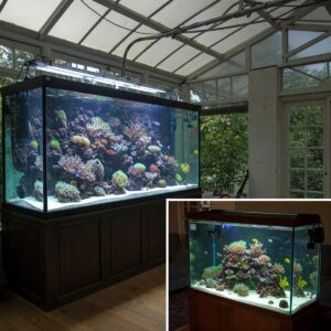  Illustrating the size difference between a very large fish tank and a standard aquarium.