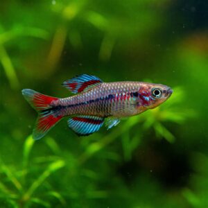 A single vibrant endler fish with blue and red fins swimming in a green planted aquarium.