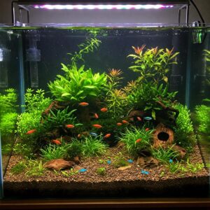 A well-established 10 gallon fish tank with thriving aquatic plants and colorful small fish.