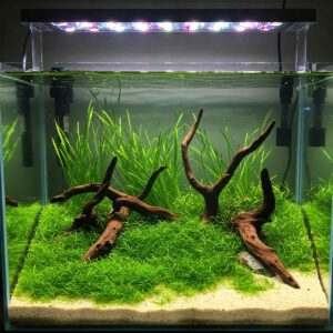 Visual representation of routine maintenance for a 10 gallon fish tank, including water changes and cleaning algae.