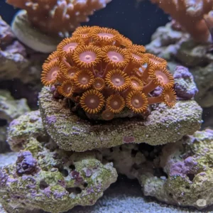 Close-up of bright orange zoanthid corals flourishing on live rock in a saltwater fish tank.